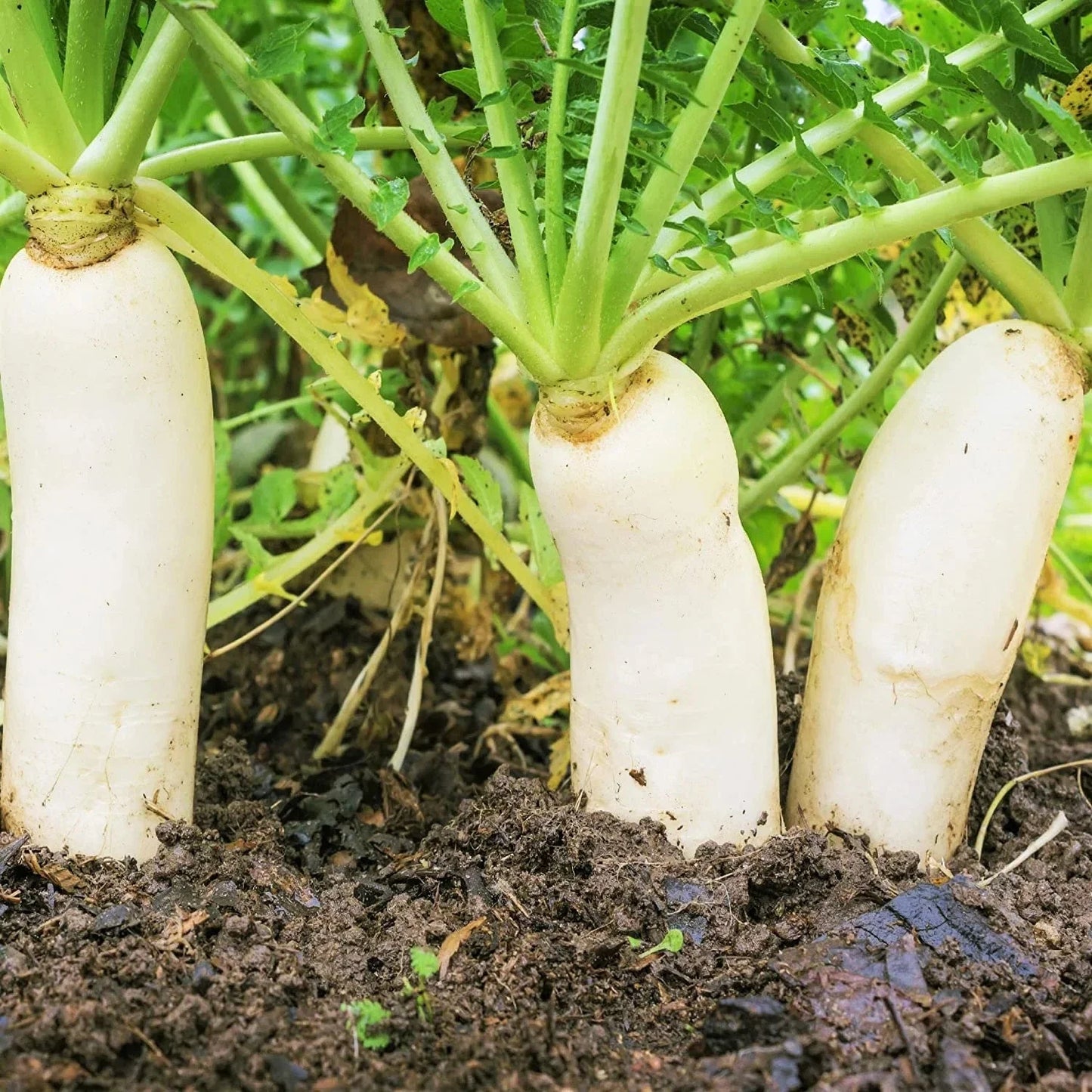 Daikon Radish Seeds - 300+ Count, Japanese Winter White, Raphanus sativus, Fast-Growing, Non-GMO, for Salad & Pickling