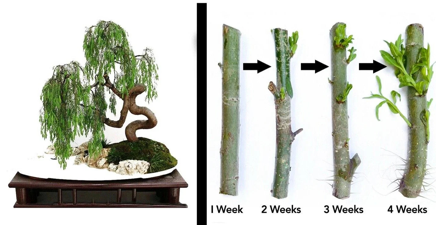 Dragon Bonsai Cuttings - Weeping Willow Tree - Dwarf Salix babylonica - Thick Trunk Bonsai Starts (2 Pack)