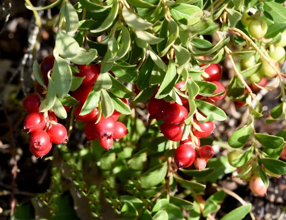 American Cranberry Bush Seeds - 100 Pack - Vaccinium macrocarpon for Home Gardens & Landscaping