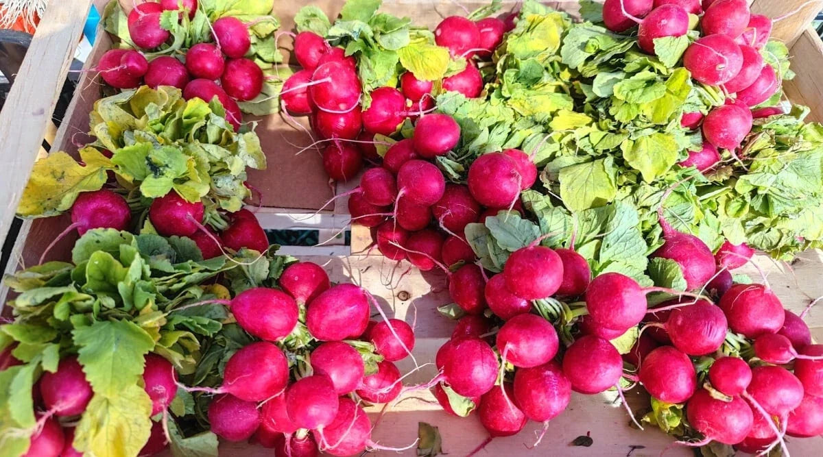 Pink Beauty Radish Seeds - 500+ Count, Fast-Growing Raphanus sativus Garden Seeds for Containers & Beds