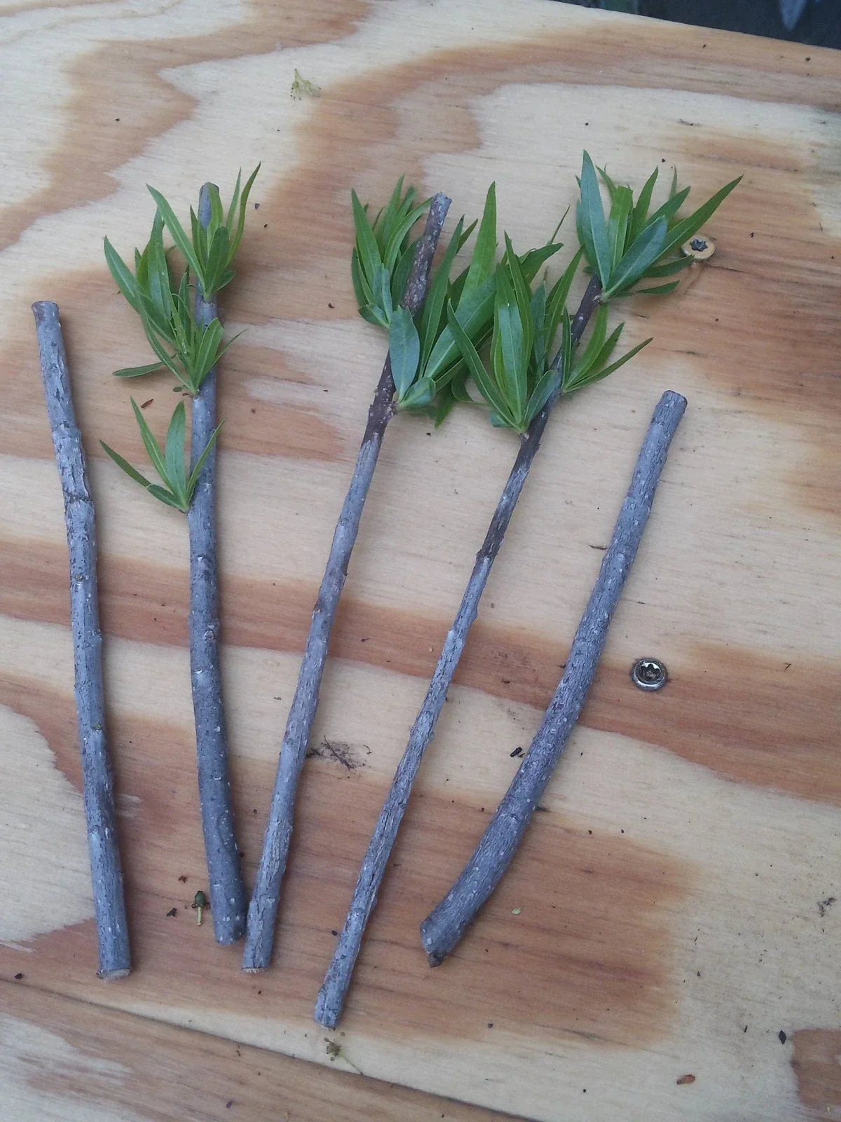 Podocarpus Macrophyllus Cuttings - 10 Premium Japanese Yew Bush Maki Evergreen Plants