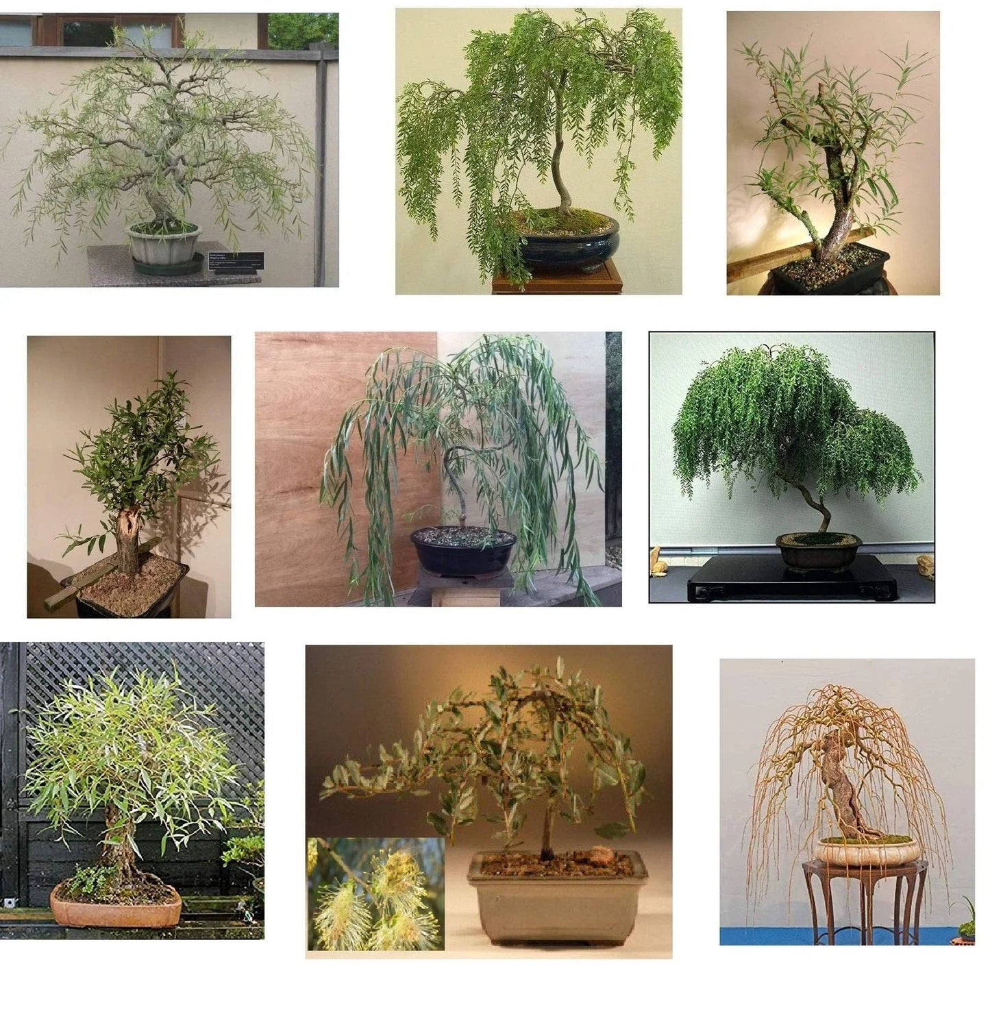 Willow Bonsai Bundle - 9 Exotic Salix spp. Starter Plants for Indoor & Outdoor Gardening Enthusiasts