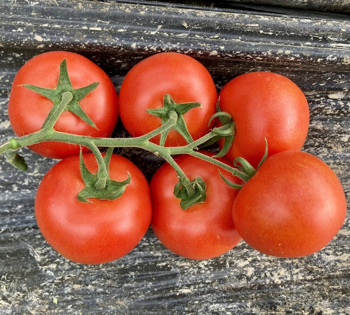 Fresh Serrat Cluster Tomato Seeds – 25 Solanum lycopersicum, Juicy, Sweet & Tangy, Indeterminate, Packaged for Easy Planting