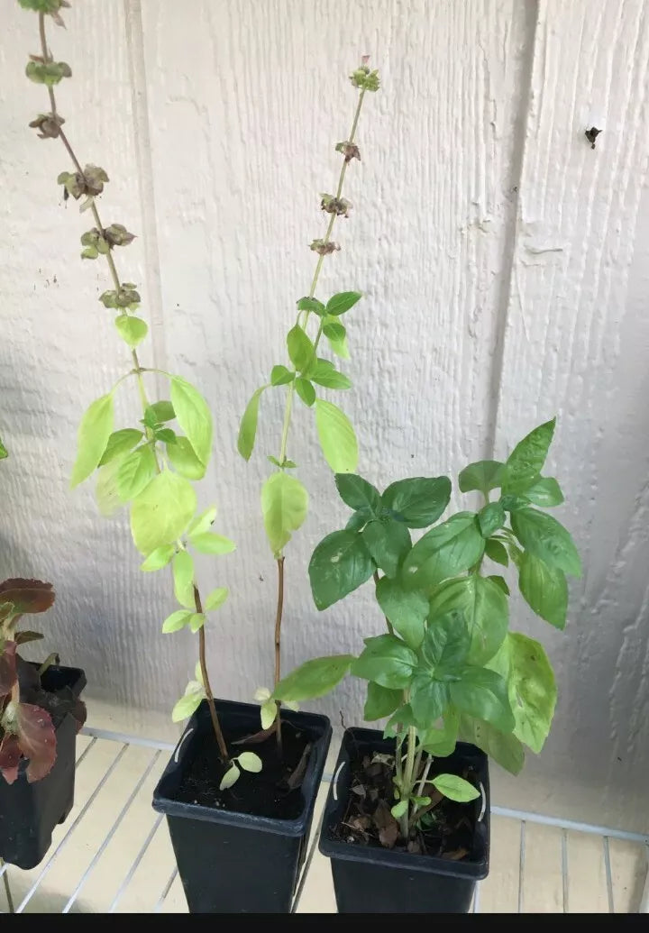 Thai Basil Plant - Aromatic Culinary Herb - Ocimum basilicum var. thyrsiflora