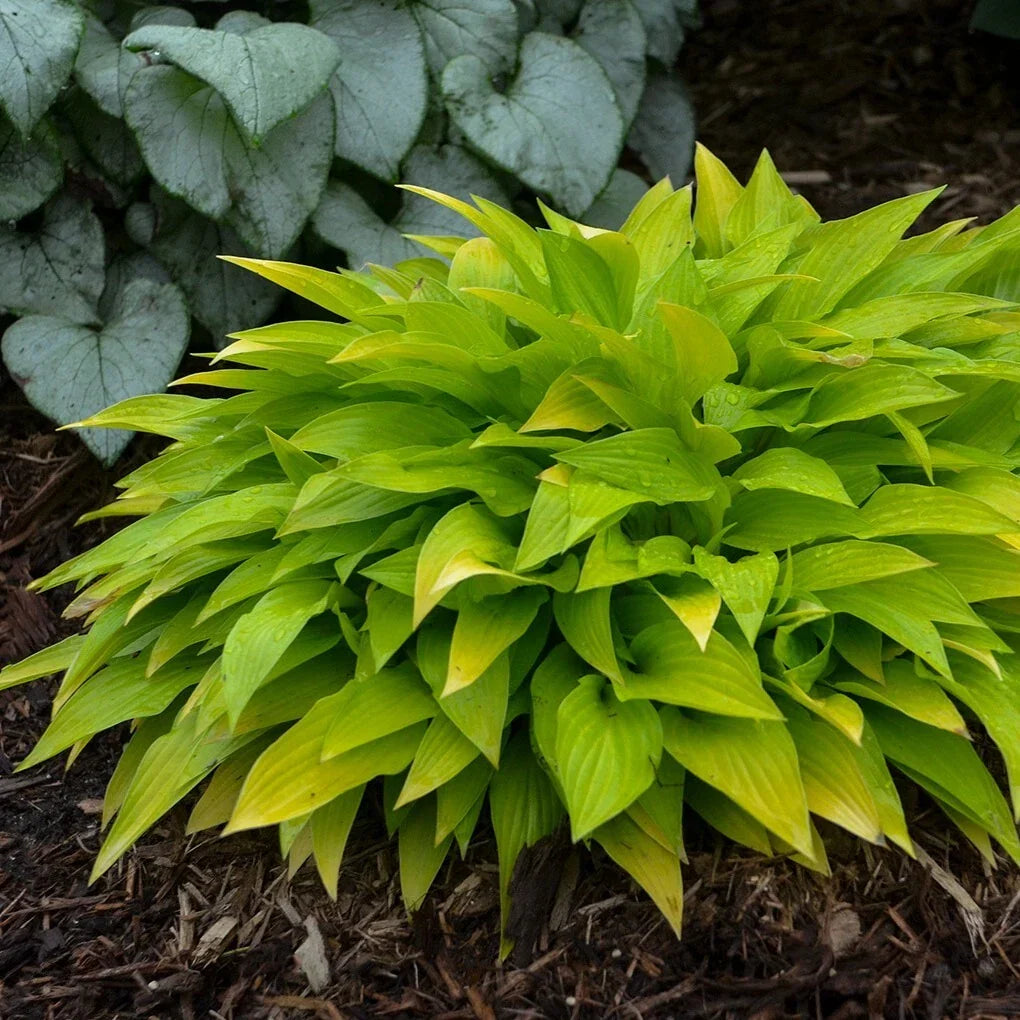 Hosta Munchkin Fire - Miniature Perennial Shade Plant in 5.25" Pot