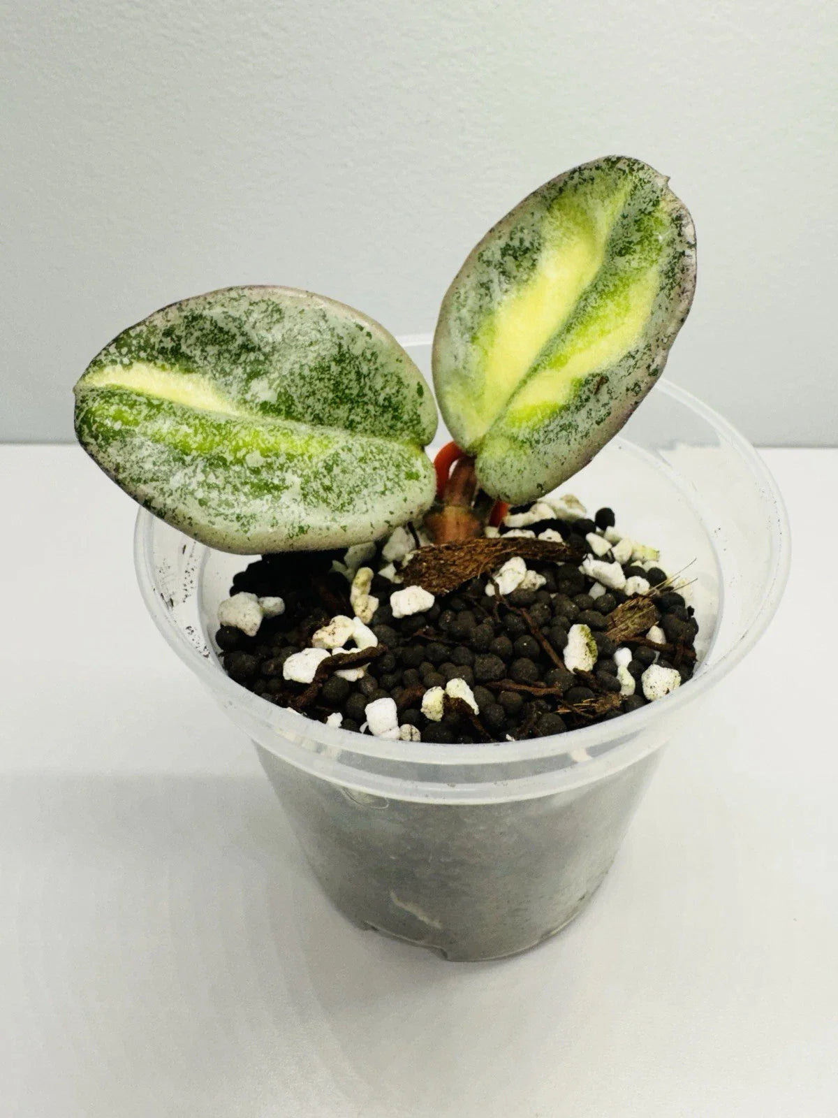Hoya Argentea Princess Rooted Cutting - Variegated Hoya Carnosa Var. Argentea - Trailing Vine Plant Starter