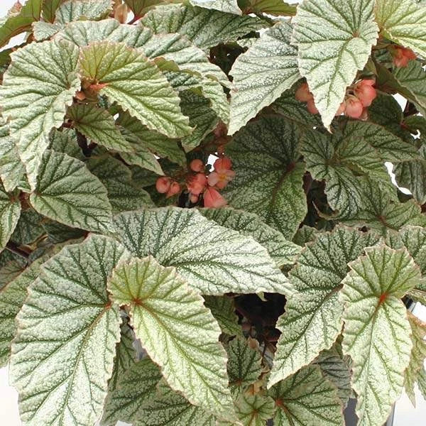 Angel Wing Begonia Plant - Snow Capped Variety - Easy Care Indoor Houseplant - Begonia maculata - 4-inch Pot