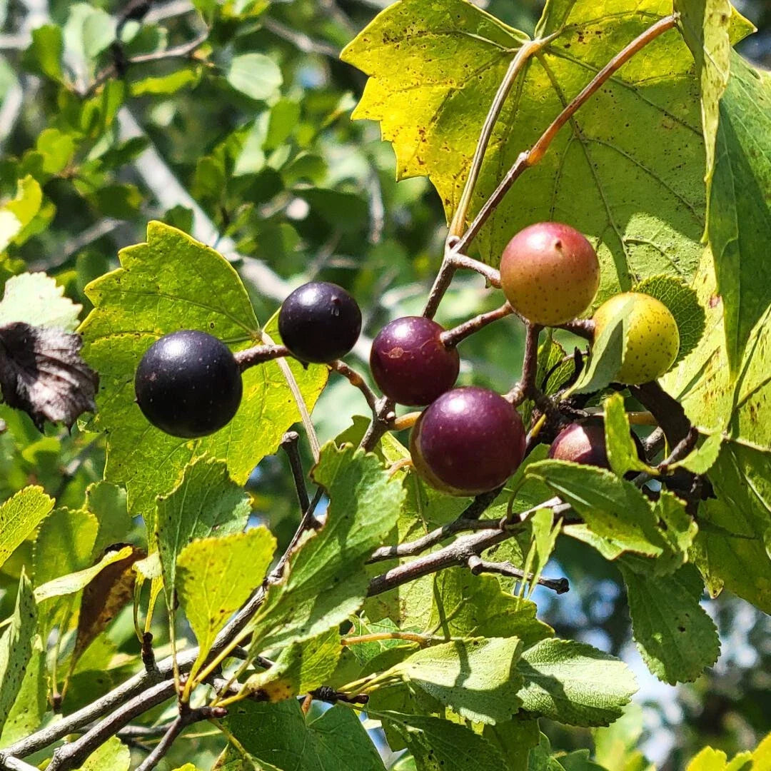 Southern Fox Grape Seeds | 25 Pack | Vitis rotundifolia | Florida Native, Drought-Tolerant Climbing Vine