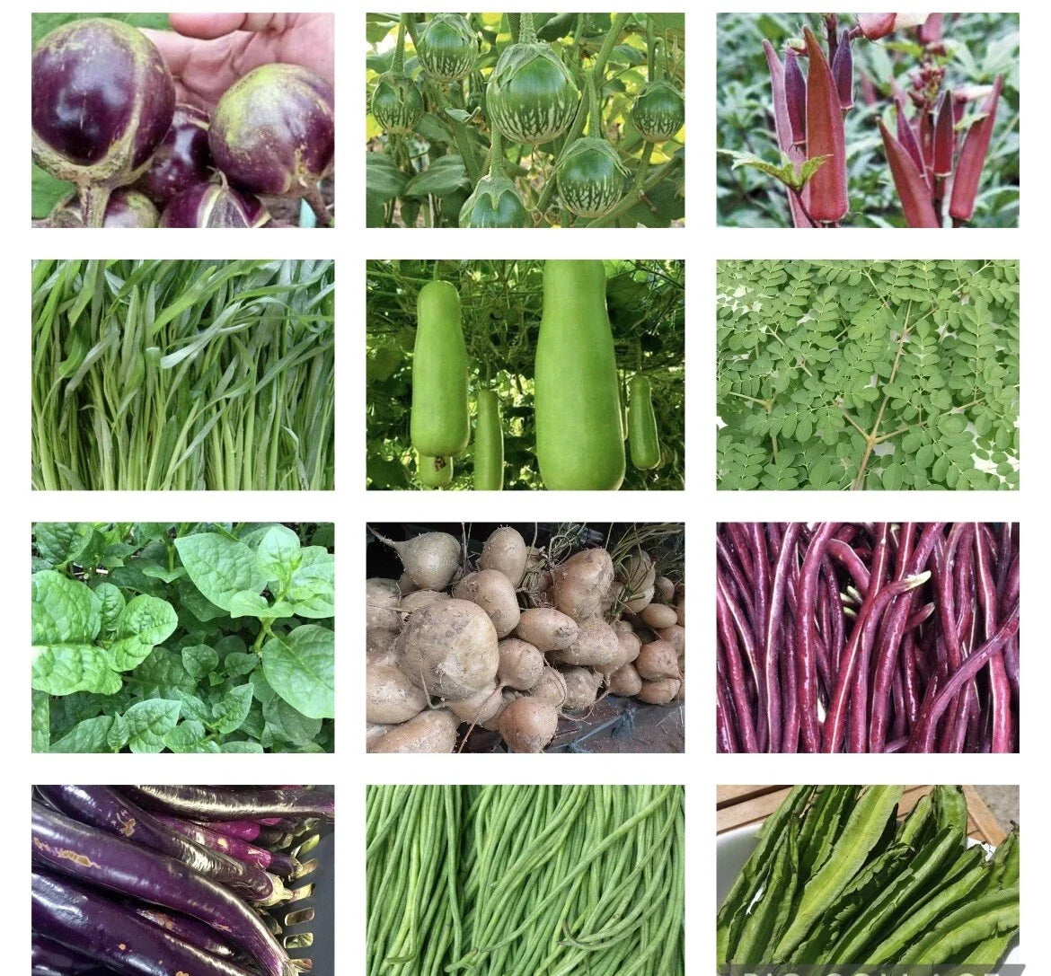 Asian Vegetable Seeds Set of 20 Packets | Non-GMO Heirloom Asian Vegetables for Gardening