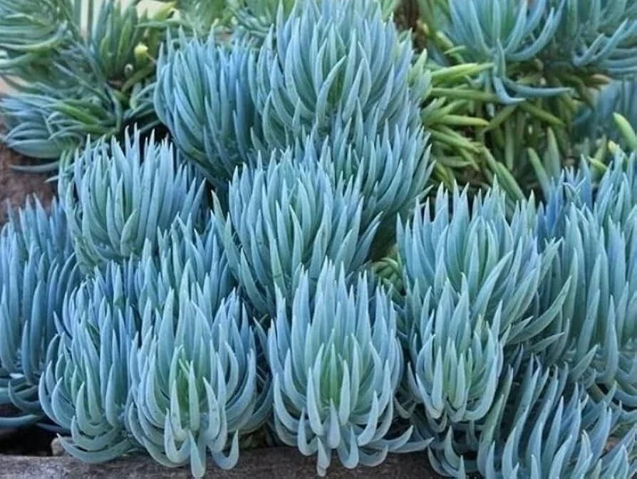 Blue Chalk Sticks Succulent Cutting | Senecio mandraliscae | Rare Live Plant | Easy Care, Drought Tolerant, Indoor & Outdoor Garden