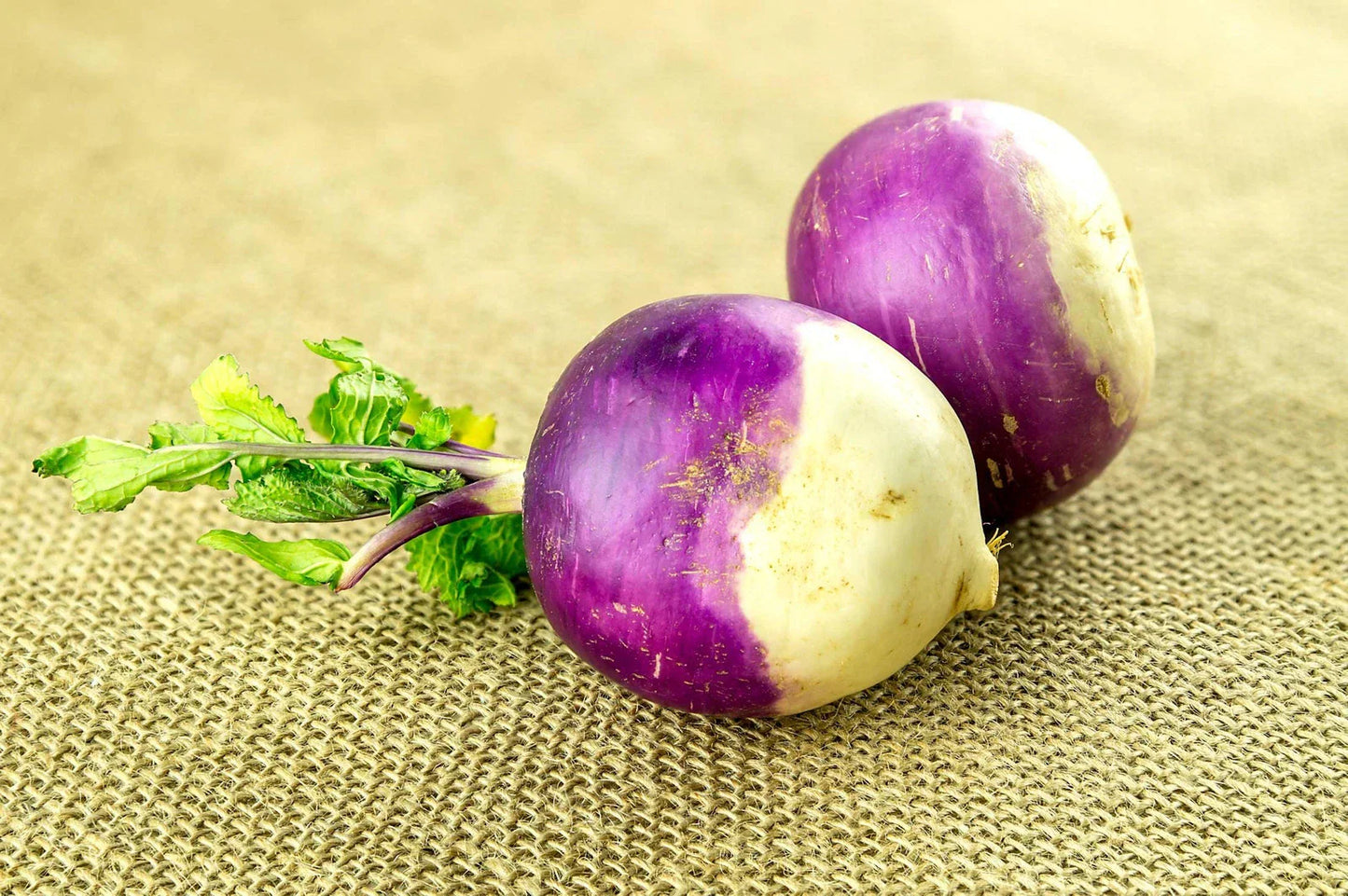 American Purple Top Rutabaga Seeds - Organic Non-GMO Brassica napus for Home Gardening