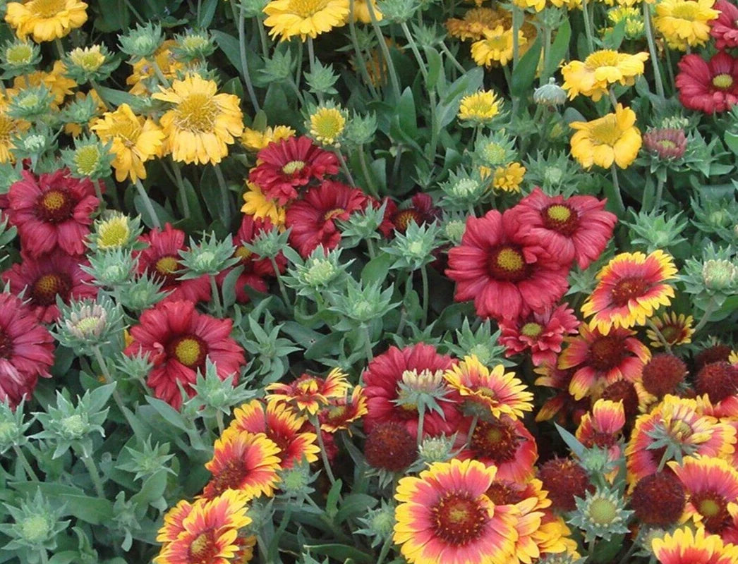 Gaillardia Seeds Monarch Mix - Blanket Flower Gaillardia aristata - 25 Pack for Pollinator Gardens