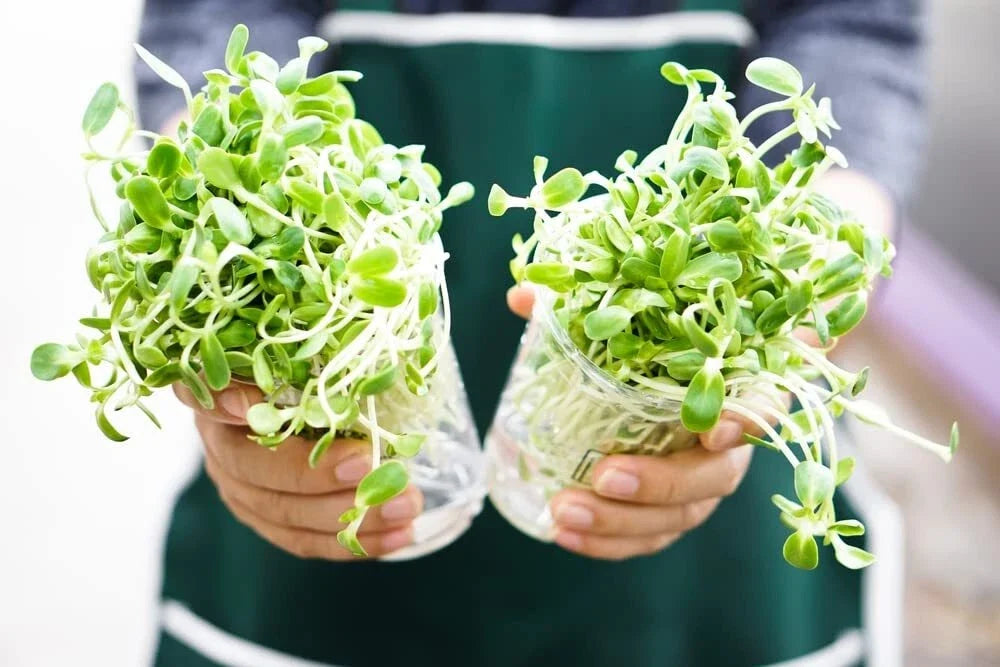 Sunflower Sprout Seeds 200 Count - Helianthus annuus - Easy Indoor Growing for Fresh Nutty Sprouts