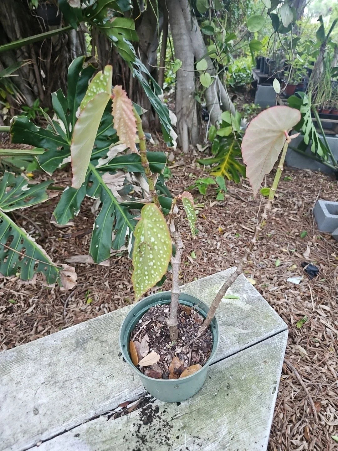 Angelwing Begonia Plant 5" Pot | Spotted Polka Dot Begonia Maculata Wightii Live Houseplant