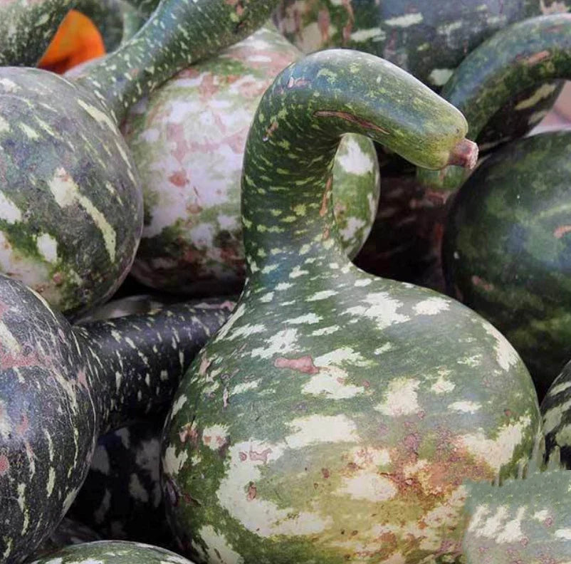 Dipper Gourd Seeds - Large Decorative Arts & Crafts - Non-GMO - Lagenaria siceraria - 20 Seeds
