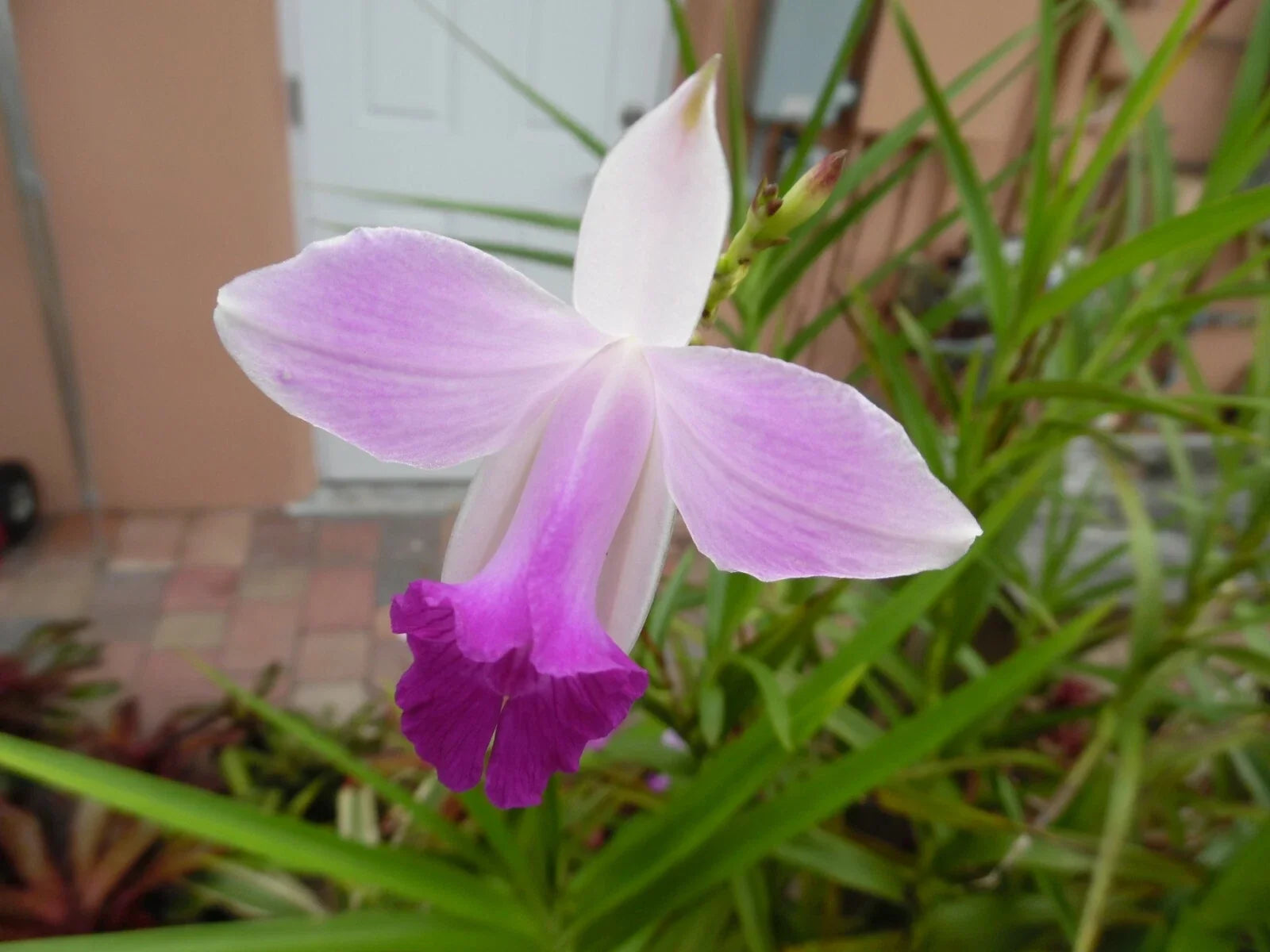 Bamboo Orchid Plant Pup Offset | Arundina Graminifolia Tropical Flowering Orchid | Indoor & Garden Ready