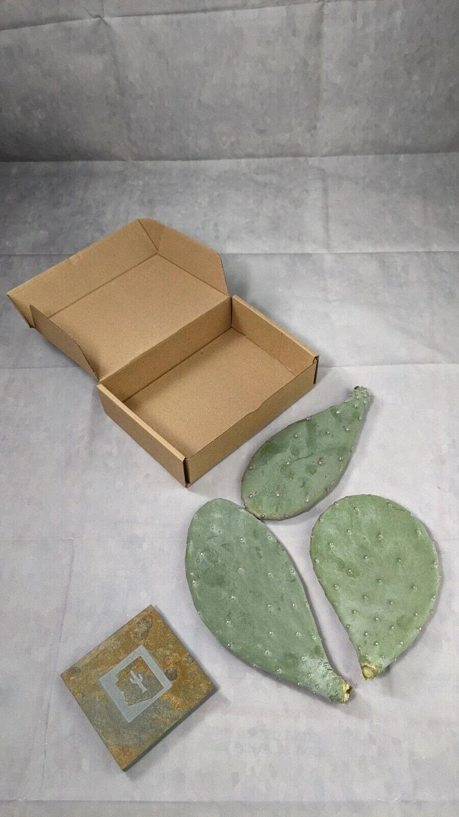Spineless Prickly Pear Cactus Pads - 3 Pack, 5+ Inch Opuntia ficus-indica, Drought-Resistant Succulents for Garden & Propagation