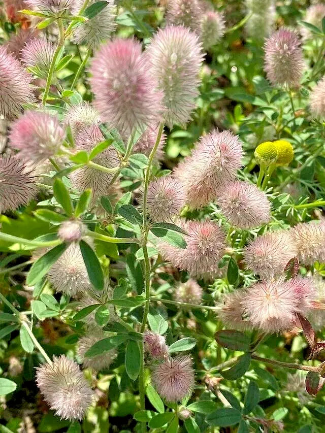 Rabbit's Foot Clover Seeds 200 Pack, Trifolium Arvense, Fuzzy Ground Cover, Easy to Grow, Wildlife Attractant