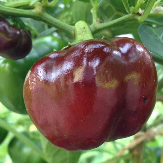 Chocolate Beauty Bell Pepper Seeds – Non-GMO Heirloom Capsicum annuum, Sweet Brown Bell Peppers, Vegetable Seeds, 30+ Pack
