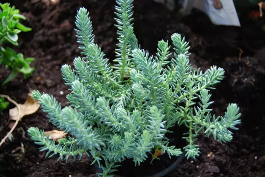 Blue Spruce Sedum Reflexum Ground Cover Plant | Drought-Tolerant Creeping Stonecrop