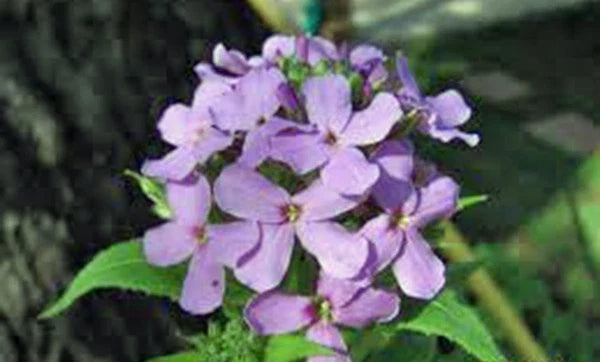 Dame's Rocket Seeds 100+ Pack | Hesperis matronalis Wildflower Seeds for Gardens & Pollinator Attraction