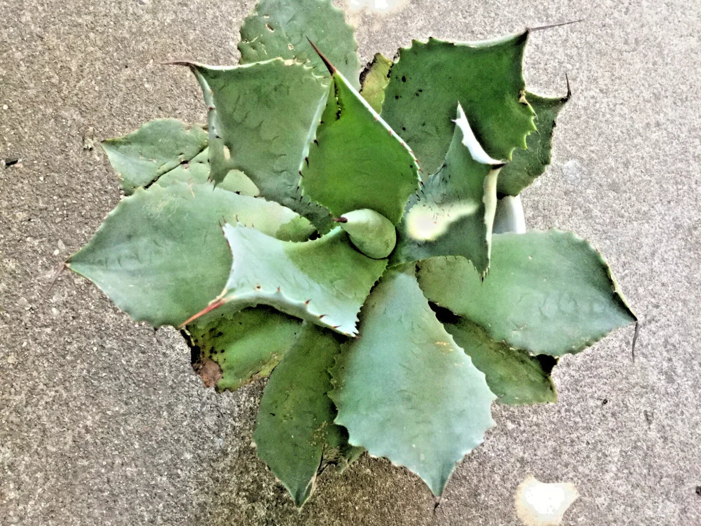 Agave Ovatifolia Frosty Blue Succulent 5-6" Diameter Rare Plant