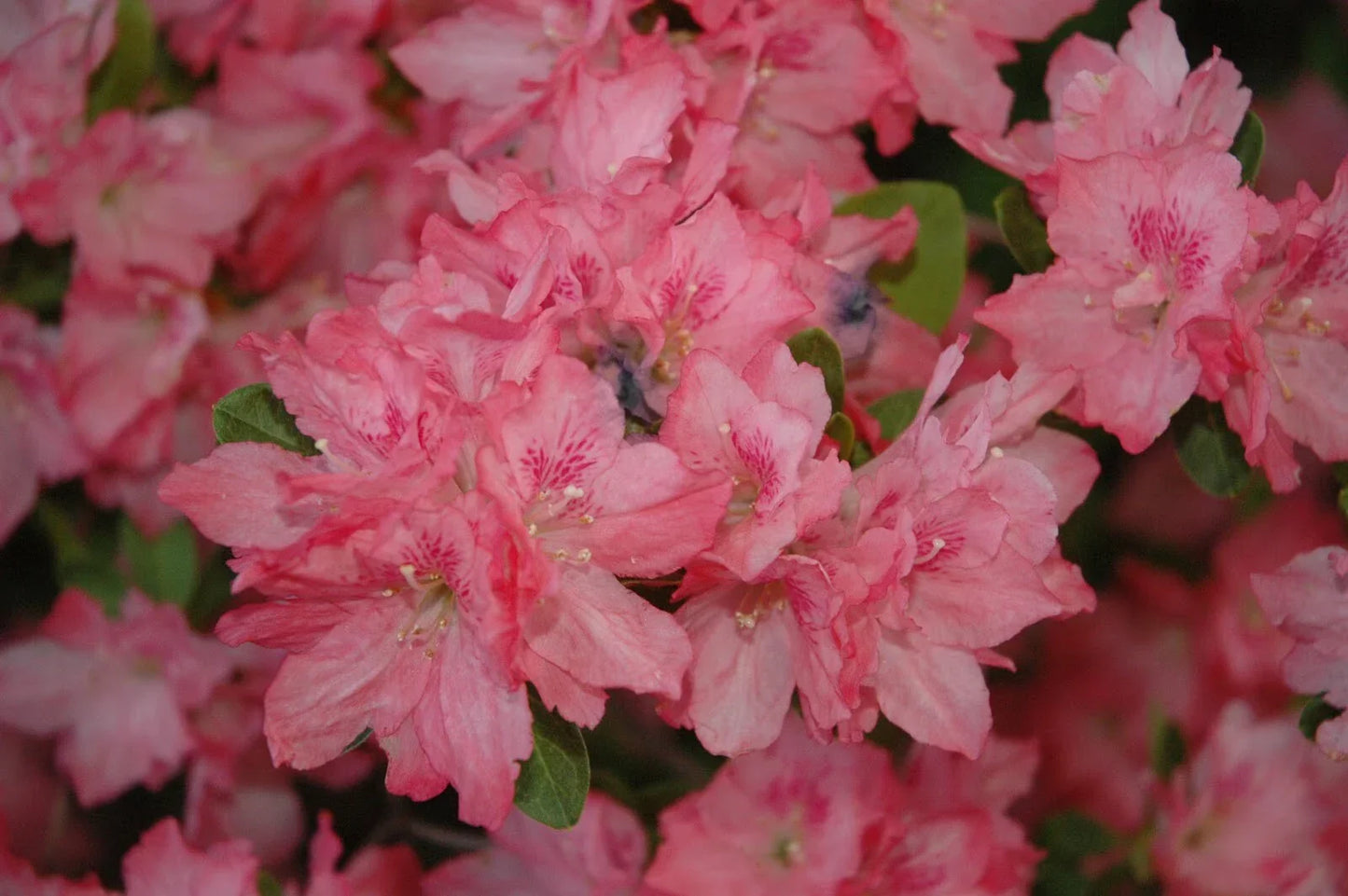 Hampton Beauty Azalea Starter Plant - Rare Heavy Bloomer Rhododendron Shrub