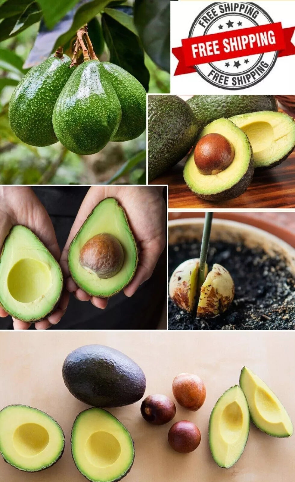 Hass Avocado Seeds 5-Pack | Persea americana | Easy to Grow Planting | Fresh Seeds for Gardening