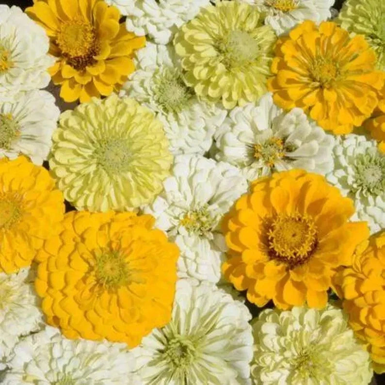 Lemon Meringue Zinnia Seeds - Organic Annual Flower Mix - Vibrant Yellow Blooms - Zinnia elegans - Pack of 100 Seeds