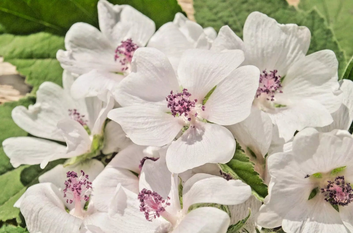 True Marshmallow Seeds - 50 Pack, Light Pink Flowers, Althaea officinalis, Perennial Garden Plant