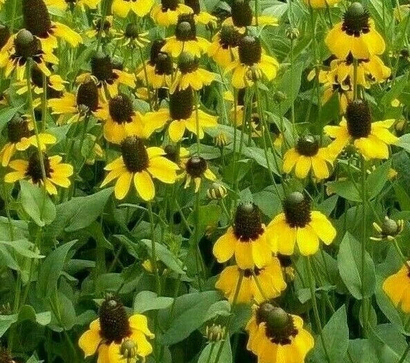 Clasping Coneflower Seeds 1000+ Rudbeckia Annual Wildflower for Pollinator Gardens