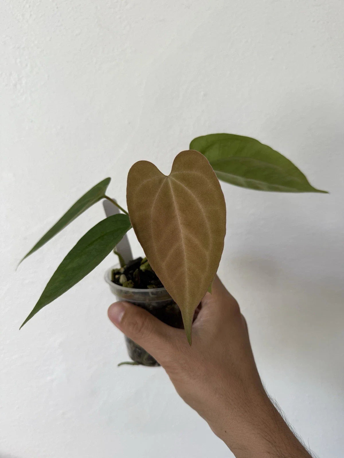 Anthurium Plant - Wide Velvet Leaf Hybrid - Dark Phoenix X Indo Port x King of Spades - Indoor Tropical Houseplant