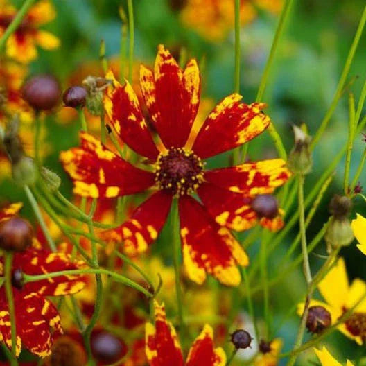 Coreopsis Seeds - 200 Non-GMO Dwarf Radiant Tiger Flower Seeds - Deer and Rabbit Resistant