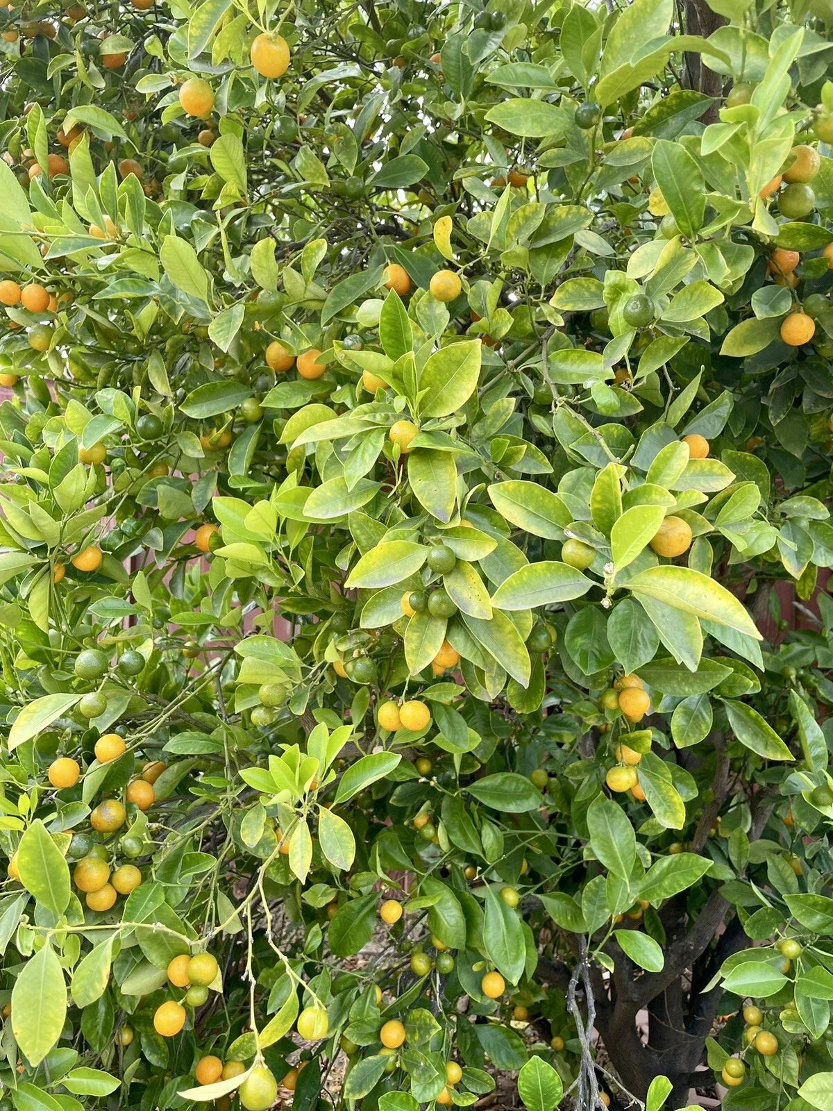Calamansi Tree Cuttings – Rooting & Grafting Citrus microcarpa – Fresh Calamondin Citrus Plant Propagation
