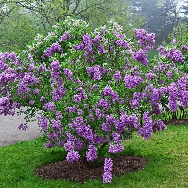 25 Lilac Seeds Sunday Lilac Syringa vulgaris Fragrant Perennial Flower Seeds for Garden, Borders, Containers
