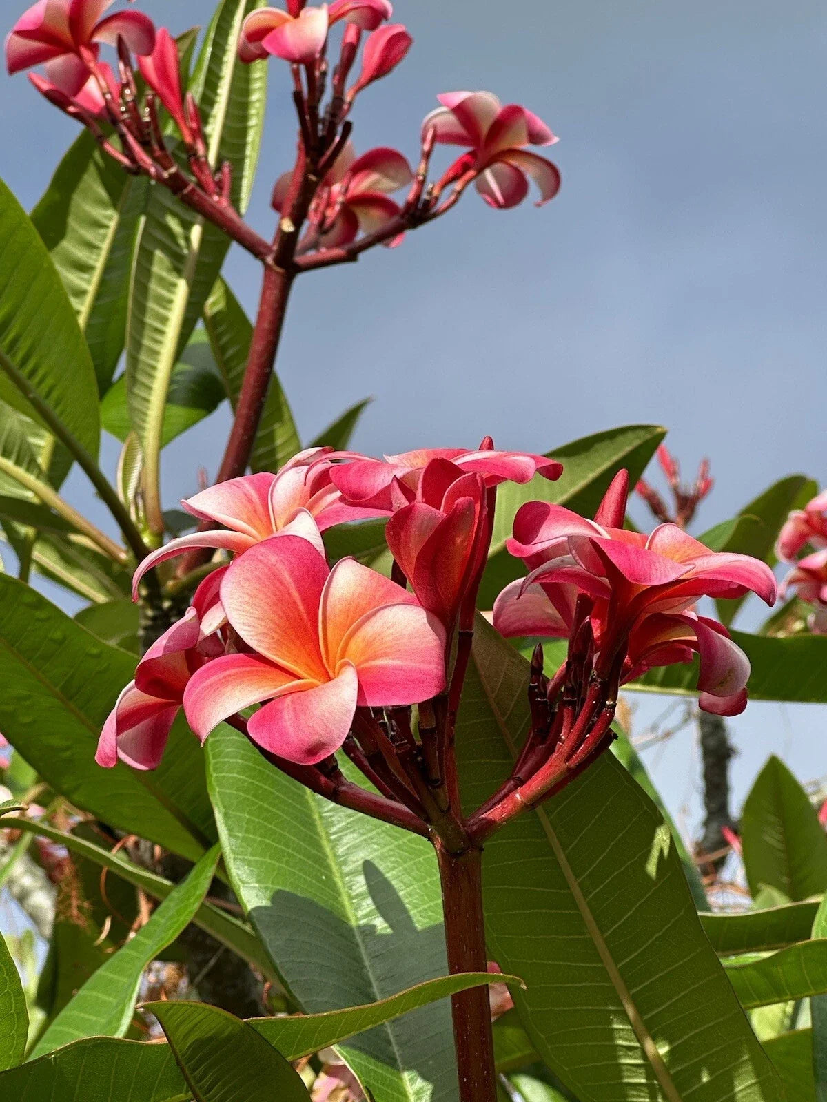 Pink Plumeria Unrooted Cutting – 10 Inch Fresh Propagation Plant – Plumeria rubra, Tropical Garden, Kealakekua Hawaii