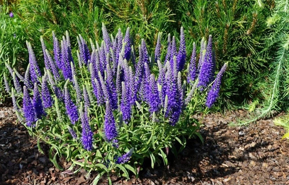 Veronica 'Purple' Speedwell Bare Root Perennial Flower - Vibrant Outdoor Plant - Child Safe - US Grown