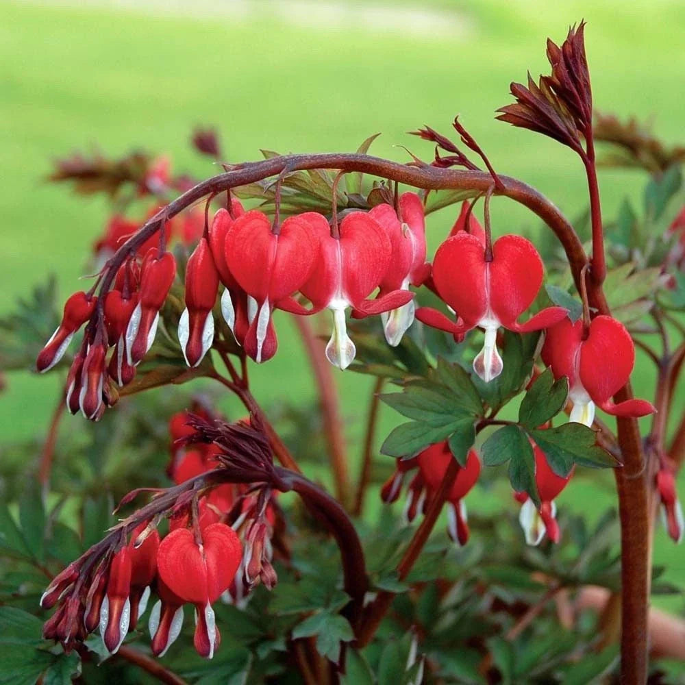 Red Bleeding Heart Seeds - 25 Pack for Shade Gardens, Dicentra spectabilis, Heart-Shaped Flowers, Perennial Plant Seeds