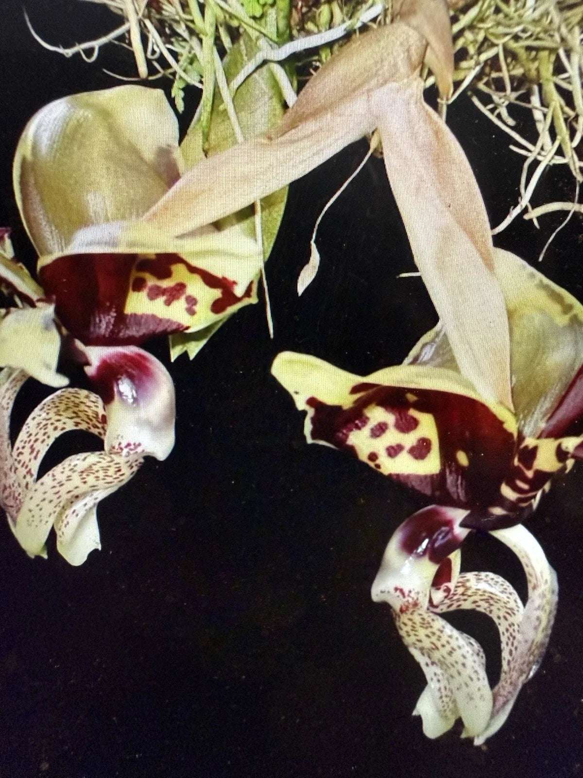 Stanhopea Orchid Bulb - Ocalata Variety - Bare Root, Epiphytic, Fragrant Flowers, Indoor & Outdoor Cultivation