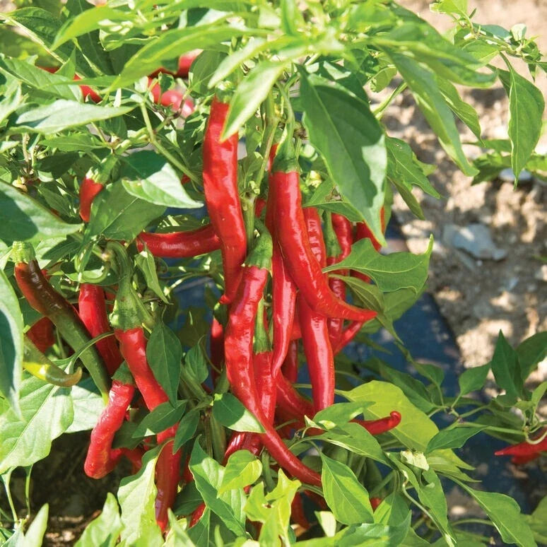 Cayenne Pepper Seeds - 10 Pack - Hot Chili Pepper - Capsicum annuum - Spicy Vegetable Seeds for Garden, Pot, or Raised Bed