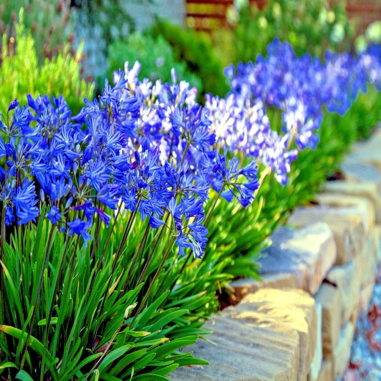 Dwarf Blue Lily of the Nile Seeds - Agapanthus "Peter Pan" - 25 Premium Flower Seeds