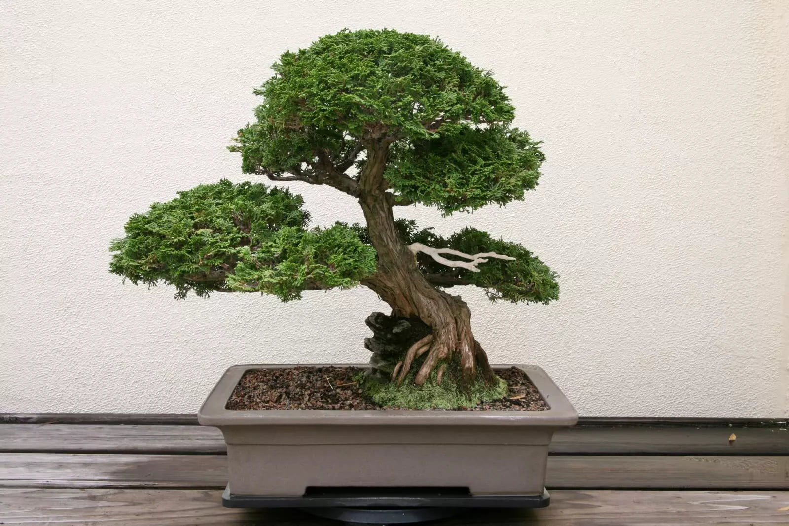 Hinoki Cypress Bonsai Tree Seeds - 20 Seeds - Evergreen Chamaecyparis obtusa - Grow Your Own Compact Bonsai Plant