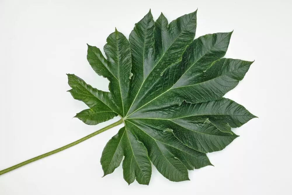 Giant Rice Paper Plant Seeds - Tetrapanax papyrifer - Tropical Foliage Garden Starter - 5 Seeds