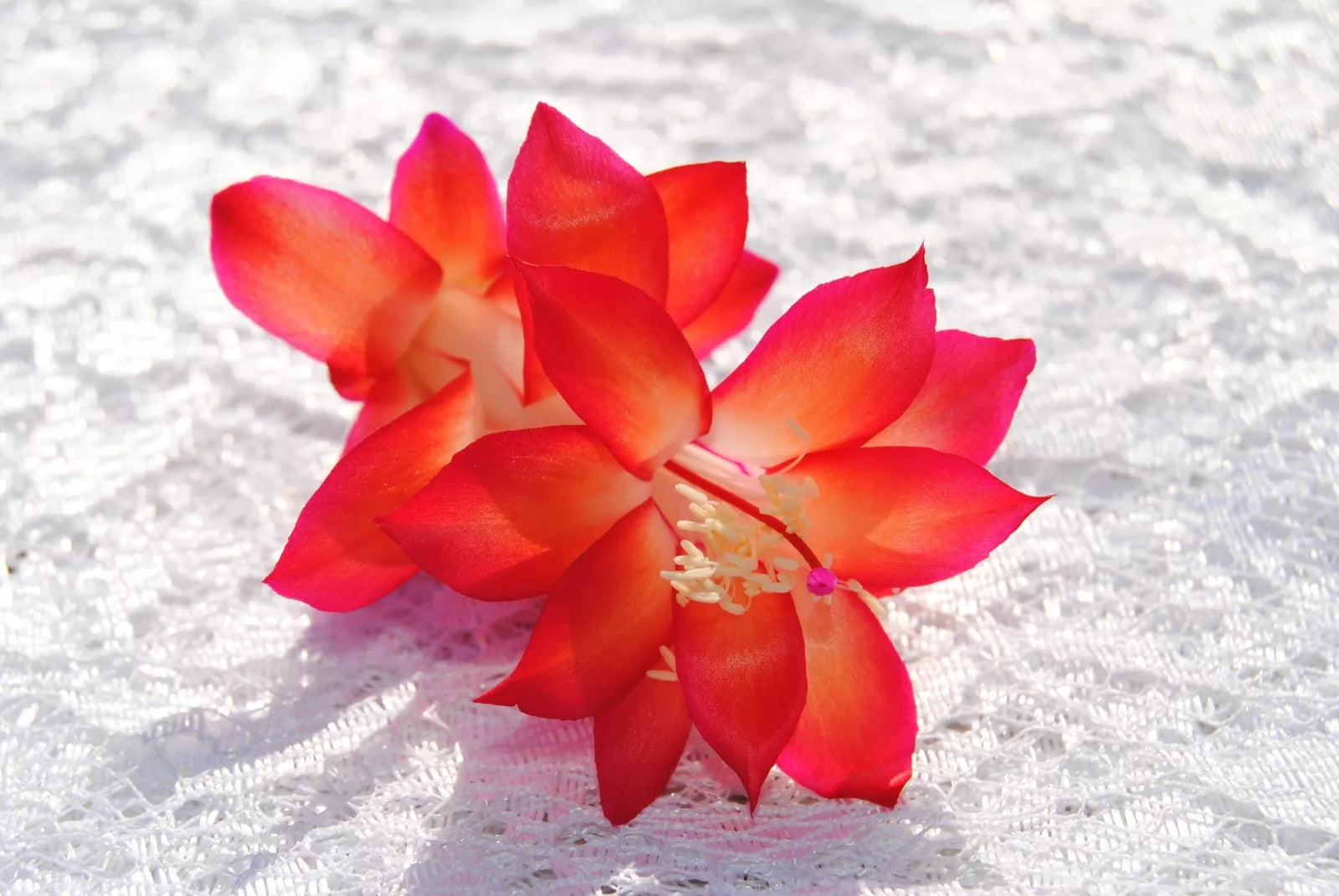 Christmas Cactus Starter Plant Roxanne Variety Schlumbergera Truncata - Well-Rooted Succulent for Indoor & Outdoor