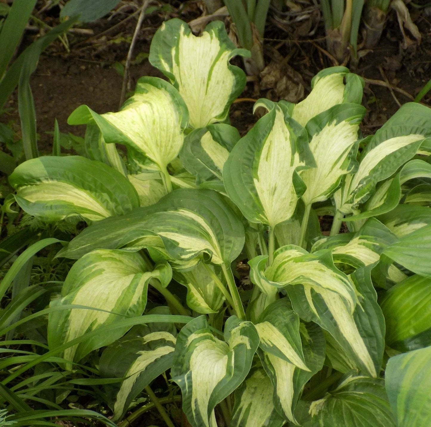 Hosta Allegan Fog Plant – Striped Variegated Foliage – Shade Garden Perennial – Hosta sieboldiana, 1-Gallon Pot