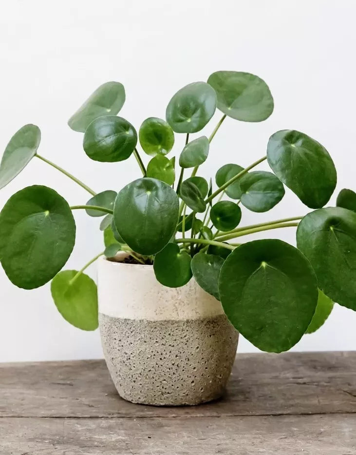 Chinese Money Plant Live Houseplant - Pilea Peperomioides, 4-7" Tall, Green, Easy Care, No Pot