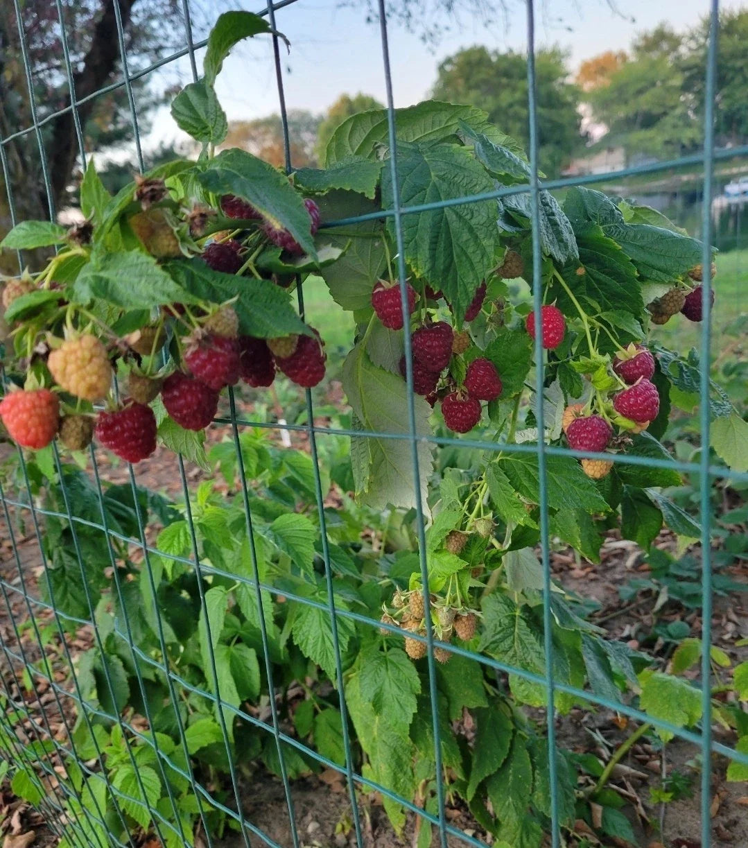 Thornless Raspberry Plant - Joan J Variety - 3 Pack - Rubus idaeus - Sweet, Juicy Berries, Easy Harvest, Perennial Live Plants