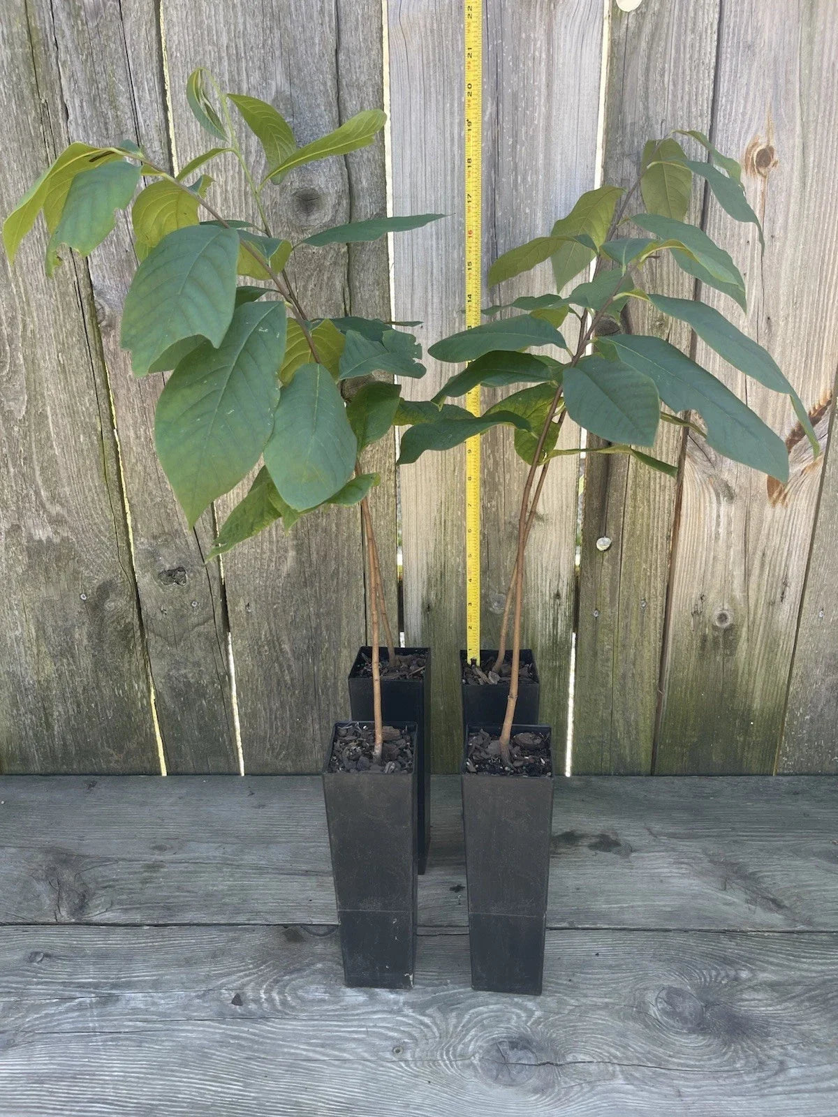 Potted Pawpaw Tree 4 Years Old Asimina triloba Ready to Plant, 16-24 Inches, Fruit Tree, Deciduous, Pollinator-Friendly