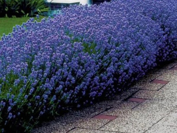 Lavender Seeds 50 Packets - English Lavender (Lavandula angustifolia) for Perfume, Dried Arrangements, Home Fragrance