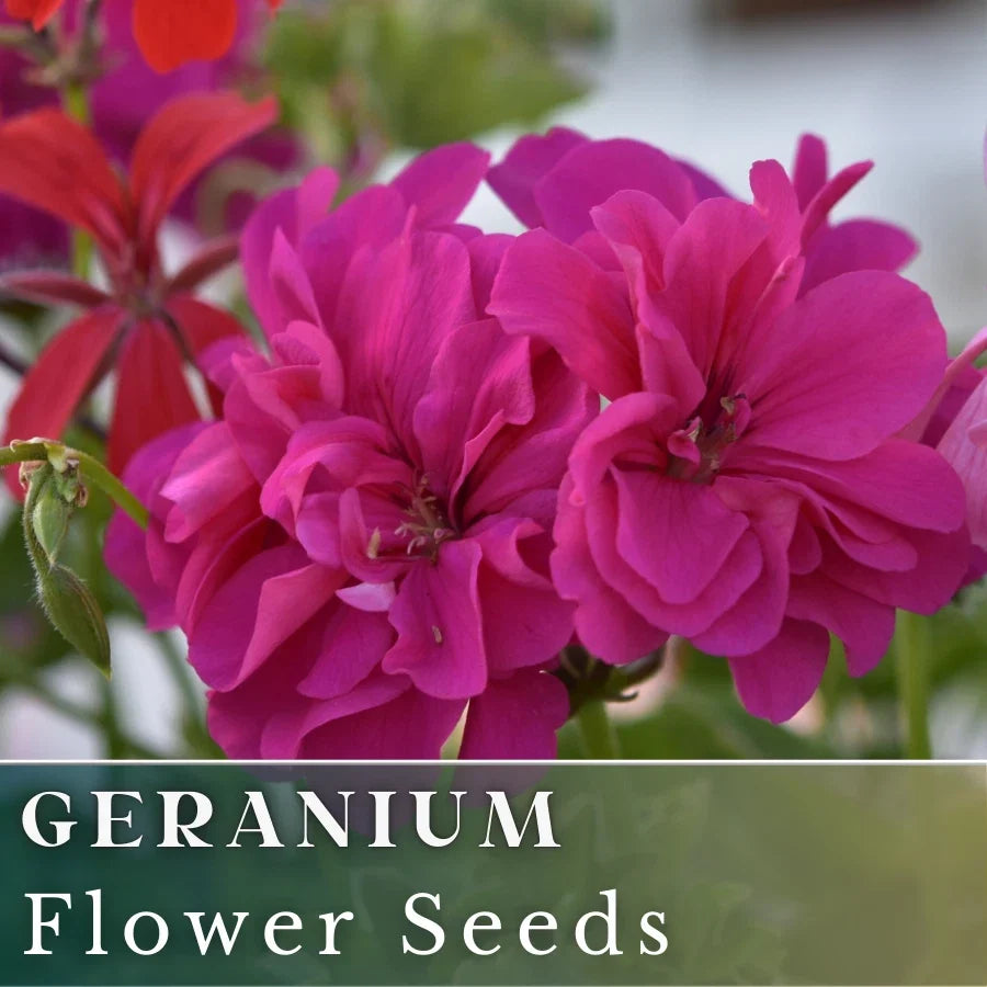 Geranium Seeds - Berry Quartz Pink & Purple Fragrant Pelargonium - Non-GMO Seed Pack (100+ Seeds)
